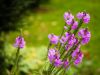 Haus-Billtal-Garten-Blume