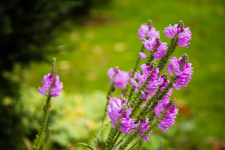 Haus-Billtal-Garten-Blume